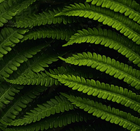 demo-attachment-560-daniel-mirlea-fxiAxNLpoqI-unsplash@2x